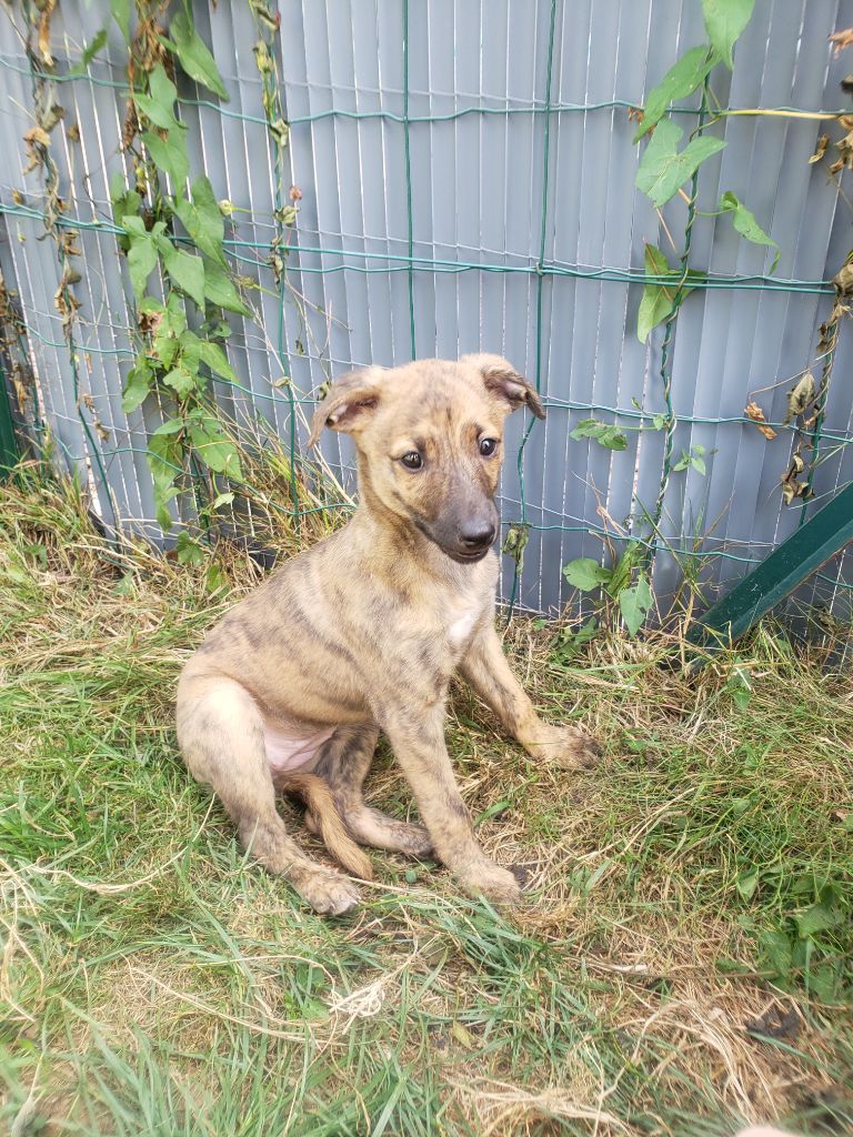 Artémis Du Premier Sentiment