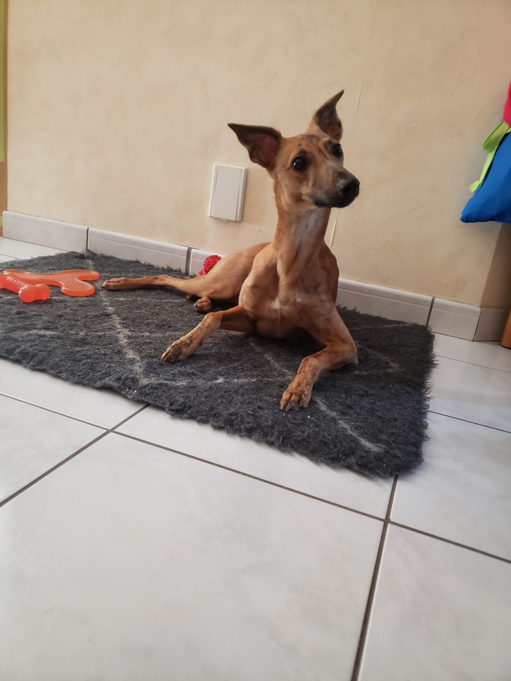Du Premier Sentiment - Chiots disponibles - Whippet