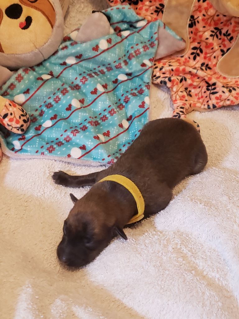 Du Premier Sentiment - Chiots disponibles - Whippet