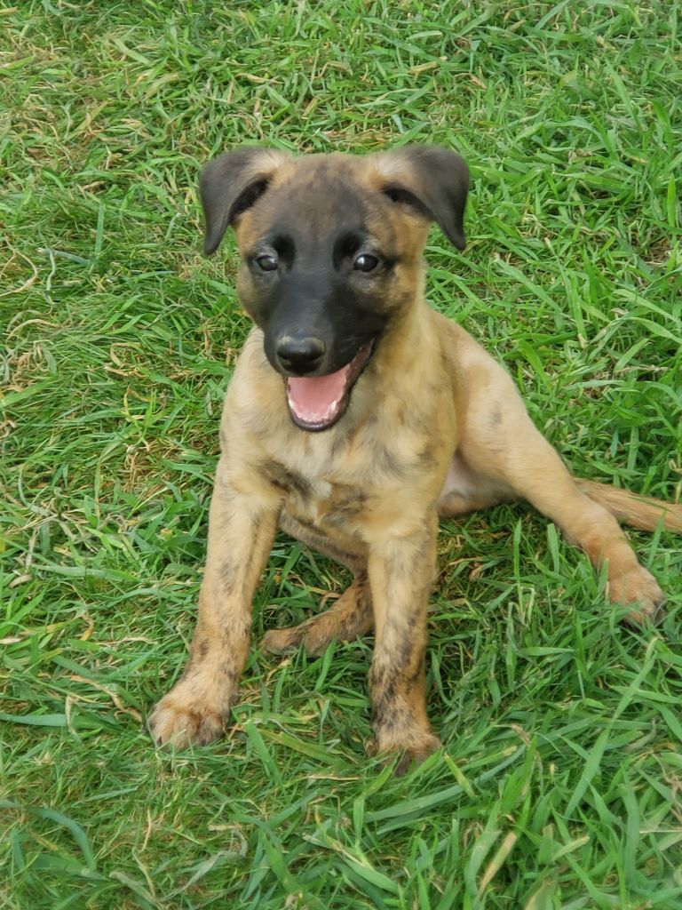 Du Premier Sentiment - Chiots disponibles - Whippet