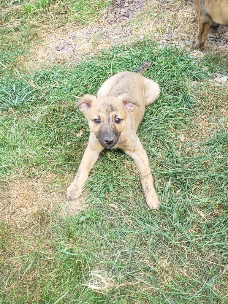 Du Premier Sentiment - Chiots disponibles - Whippet