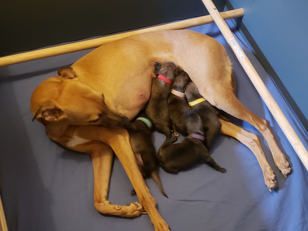 Chiot Whippet Du Premier Sentiment