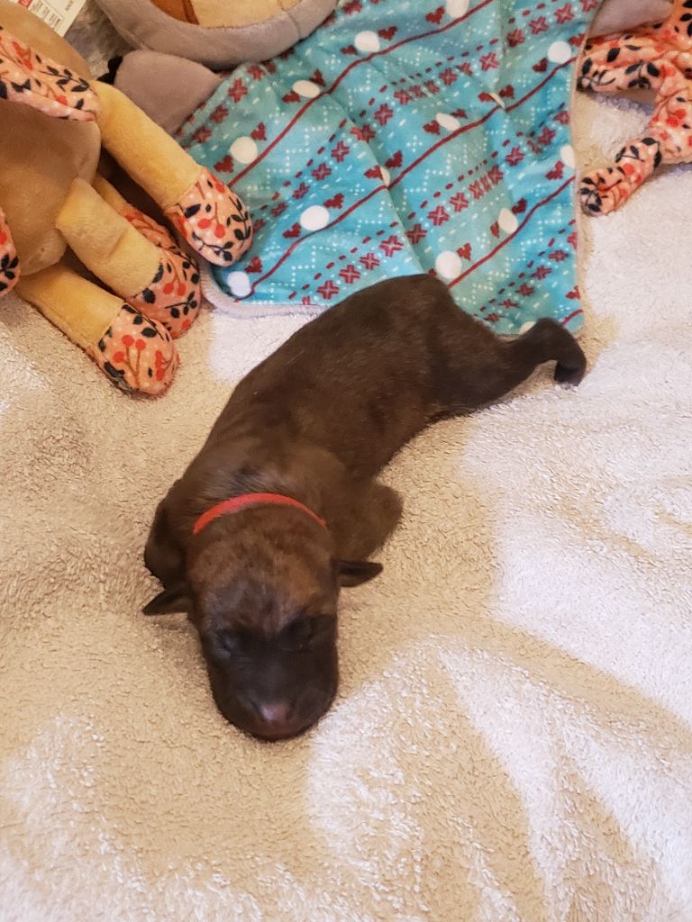 Du Premier Sentiment - Chiots disponibles - Whippet