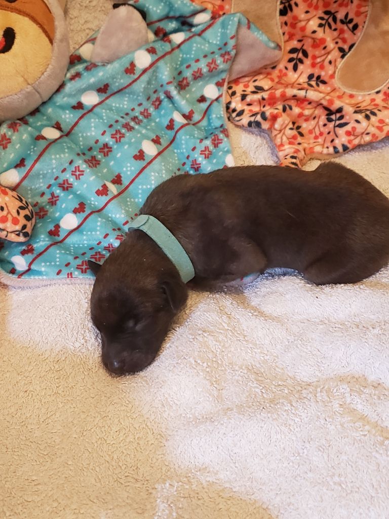 Du Premier Sentiment - Chiots disponibles - Whippet